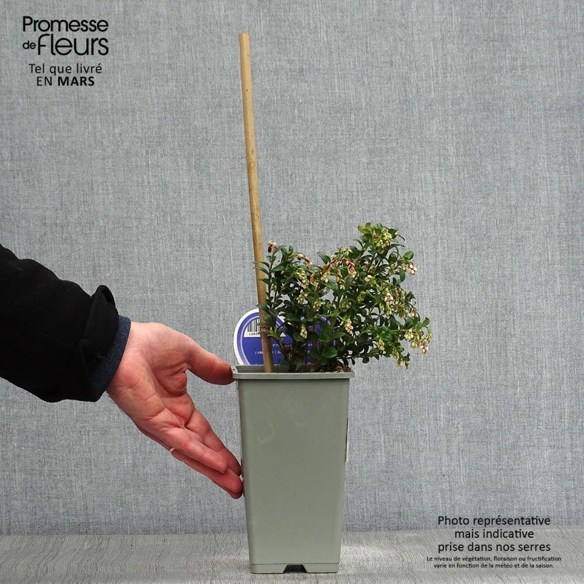 Exemplaar van Rode bosbes - Vaccinium vitis-idaea Pot van 1,5 l/2 l zoals geleverd in de lente