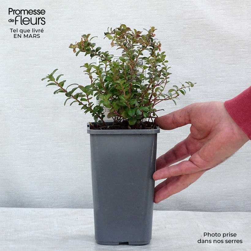 Exemplaar van Rode bosbes BIO Pot van 1 l/1,5 l, Struik zoals geleverd in de winter