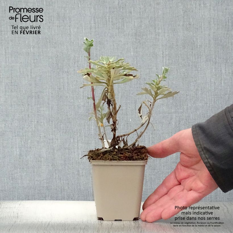 Example of Ajania pacifica Gold and Silver - Knoopjeskruid Kweekpotje van 8/9 cm as you get in hiver