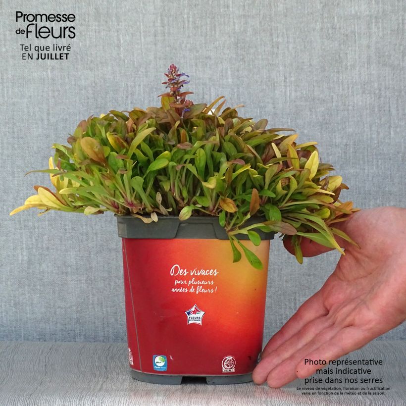 Exemplaar van Ajuga reptans Feathered Friends Fancy Finch - Kruipend zenegroen Pot van 2 l/3 l zoals geleverd in de zomer