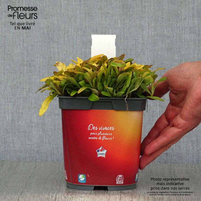 Exemplaar van Ajuga reptans Feathered Friends Fancy Finch - Kruipend zenegroen Pot van 2 l/3 l zoals geleverd in de lente