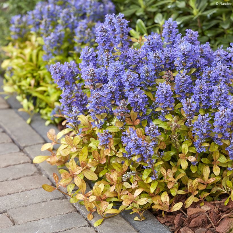 Ajuga reptans Feathered Friends Fancy Finch - Kruipend zenegroen (Groeiplaats)