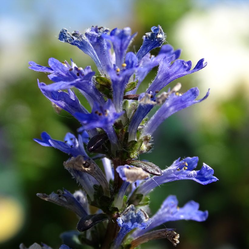Ajuga reptans Noble Nightingale - Kruipend zenegroen (Bloei)