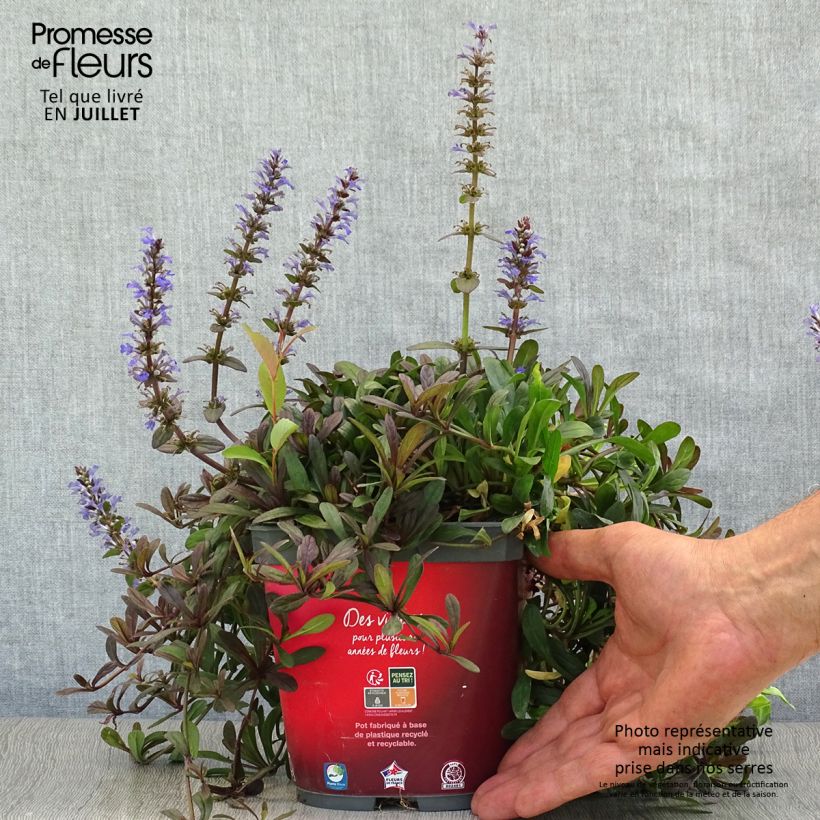 Exemplaar van Ajuga reptans Noble Nightingale - Kruipend zenegroen Pot van 2 l/3 l zoals geleverd in de zomer