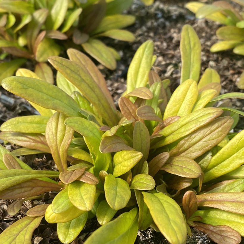 Ajuga reptans Feathered Friends Fancy Finch - Kruipend zenegroen (Blad)