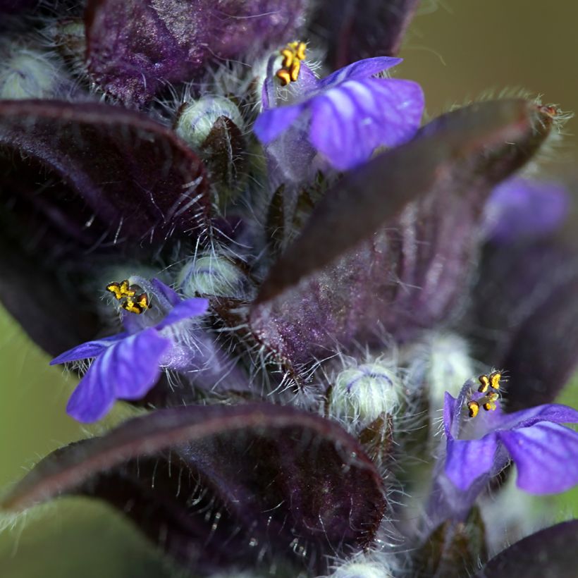 Ajuga pyramidalis - Piramidezenegroen (Bloei)