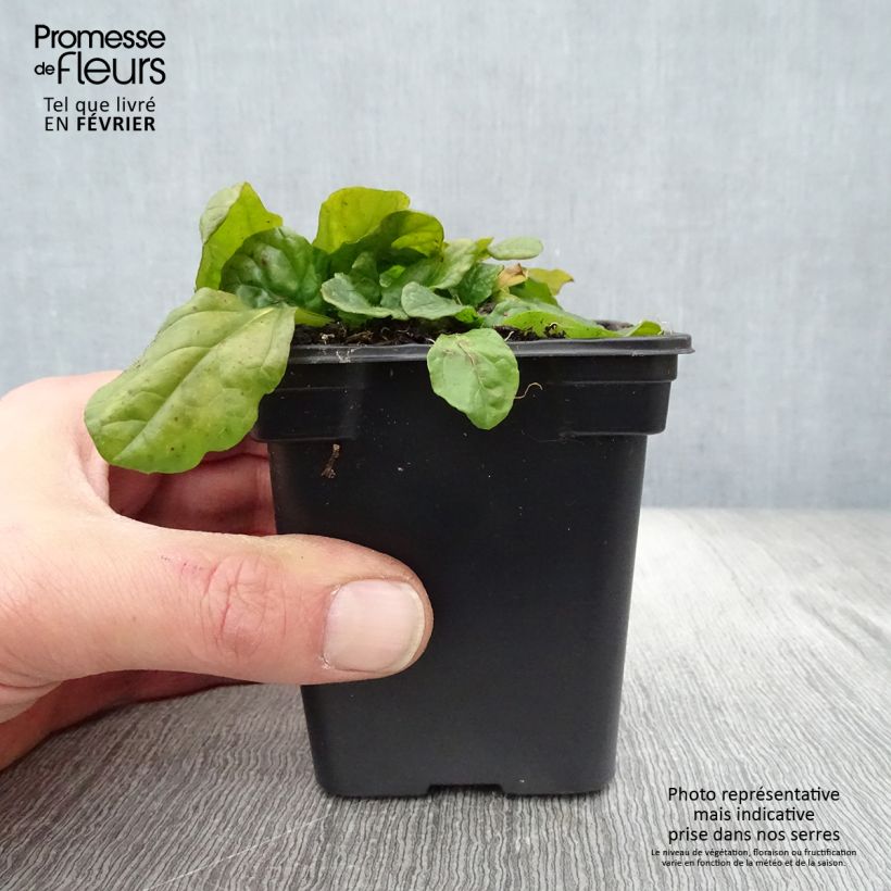 Example of Ajuga reptans Alba - Bugle rampant Kweekpotje van 7/8 cm as you get in hiver