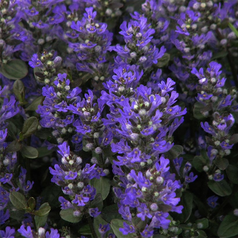 Ajuga reptans Braunherz - Kruipend zenegroen (Bloei)
