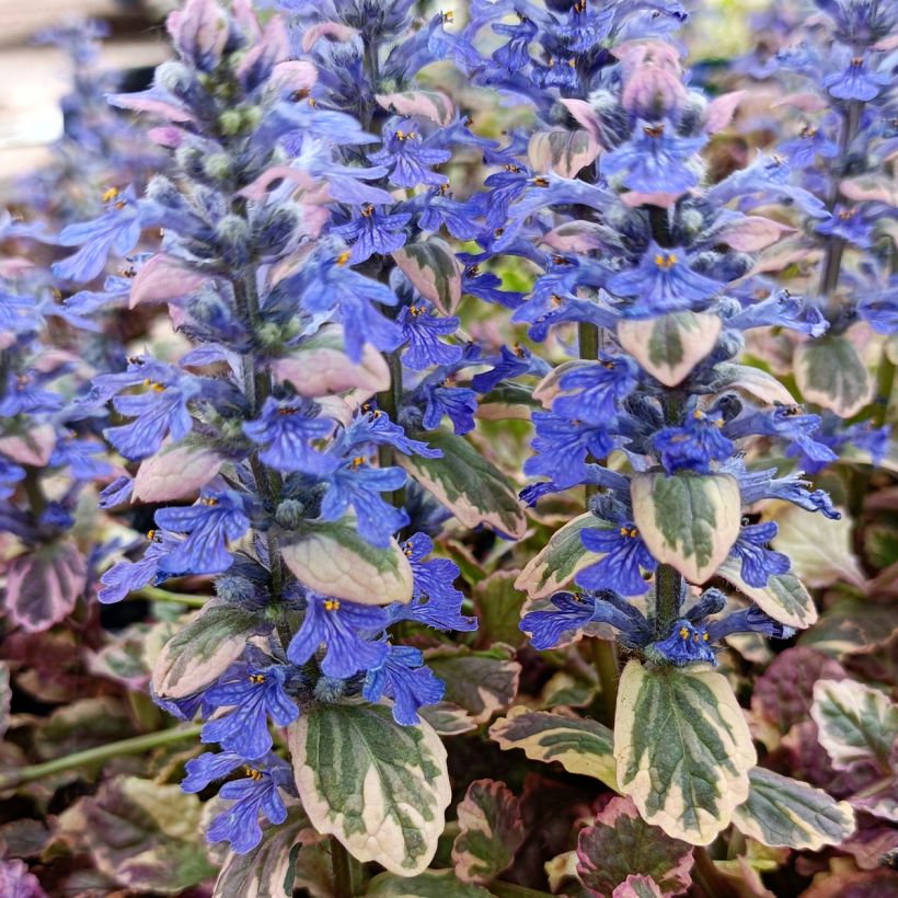 Ajuga reptans Burgundy Glow - Kruipend zenegroen (Bloei)