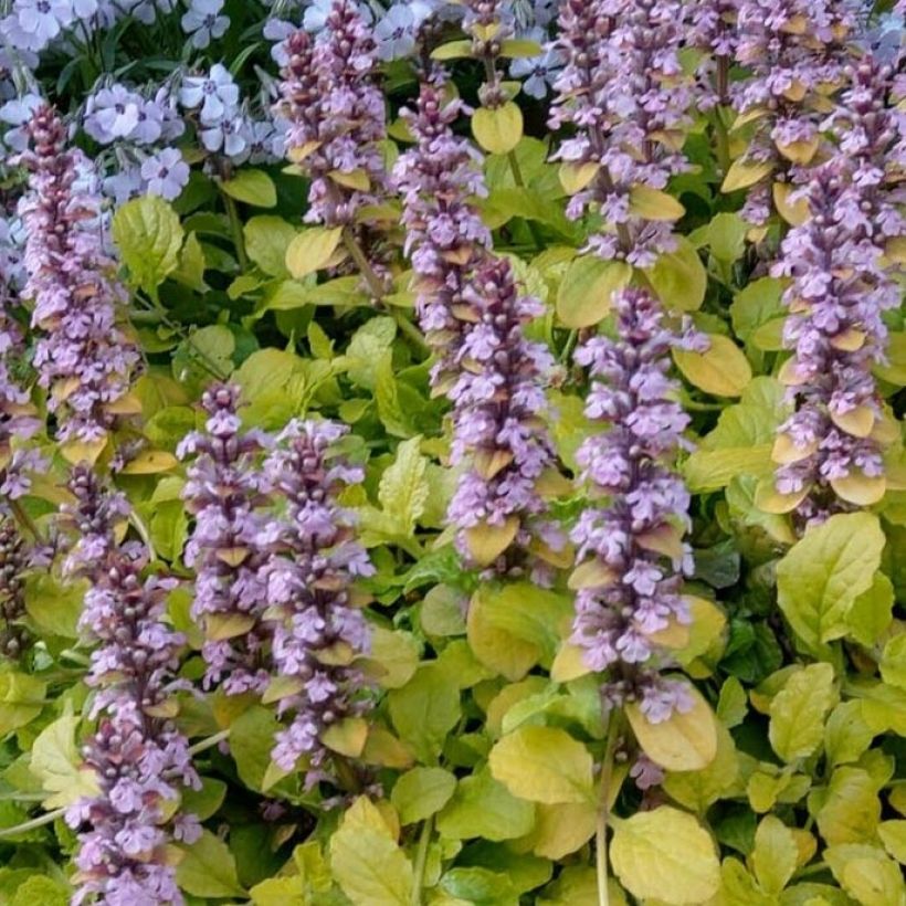 Ajuga reptans Gold Chang - Kruipend zenegroen (Blad)