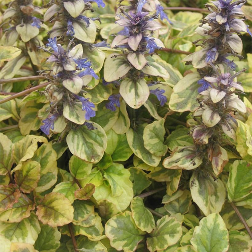Ajuga reptans Golden Glow - Kruipend zenegroen (Plant habit)