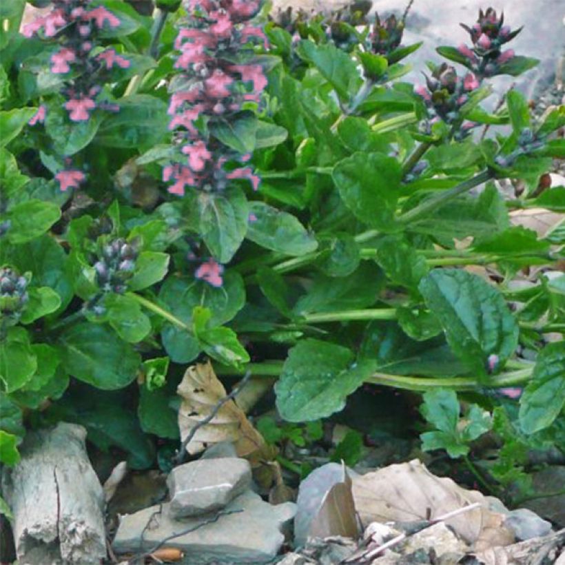 Ajuga reptans Pink Elf - Kruipend zenegroen (Blad)