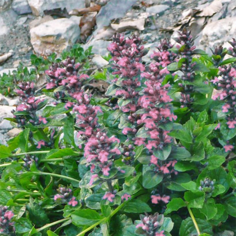 Ajuga reptans Pink Elf - Kruipend zenegroen (Bloei)