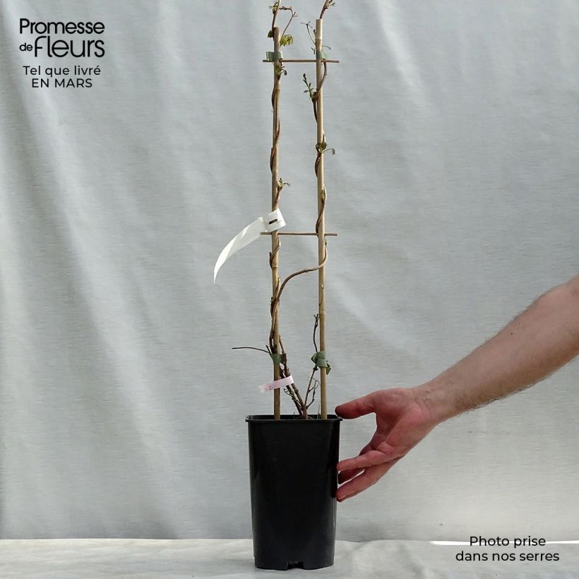 Exemplaar van Akebia longeracemosa - Schijnaugurk Pot van 2 l/3 l zoals geleverd in de lente