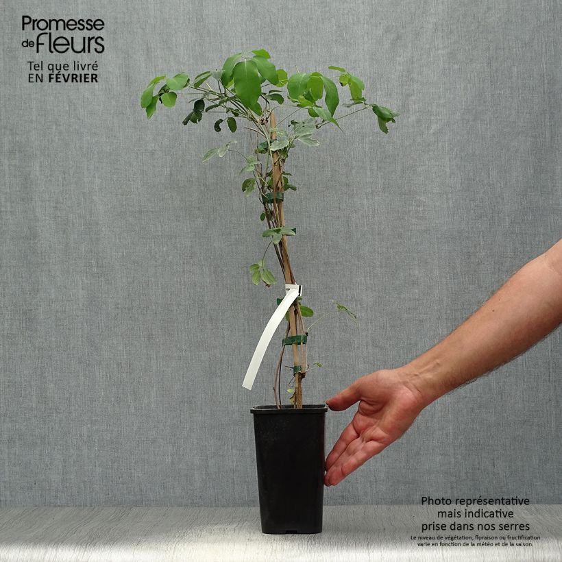 Exemplaar van Akebia x pentaphylla - Schijnaugurk Pot van 1,5 l/2 l zoals geleverd in de herfst