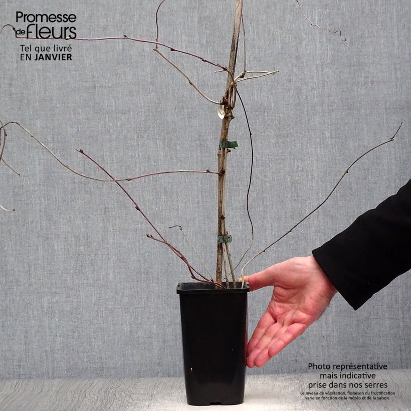 Example of Akebia pentaphylla - Akebie hybride Pot van 1,5 l/2 l as you get in hiver