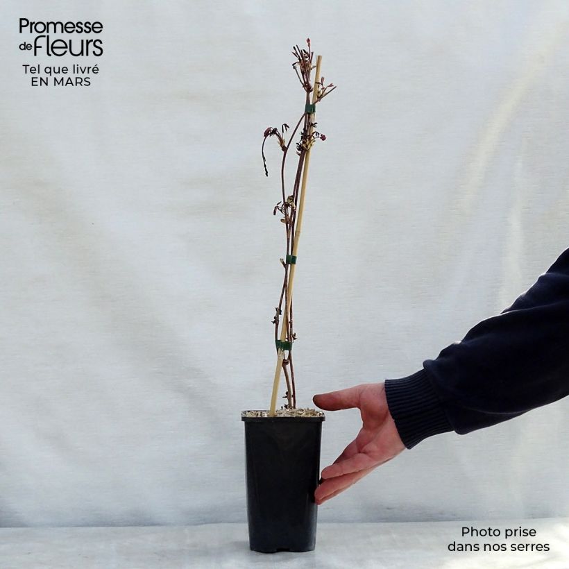 Exemplaar van Akebia x pentaphylla - Schijnaugurk Pot van 1,5 l/2 l zoals geleverd in de lente