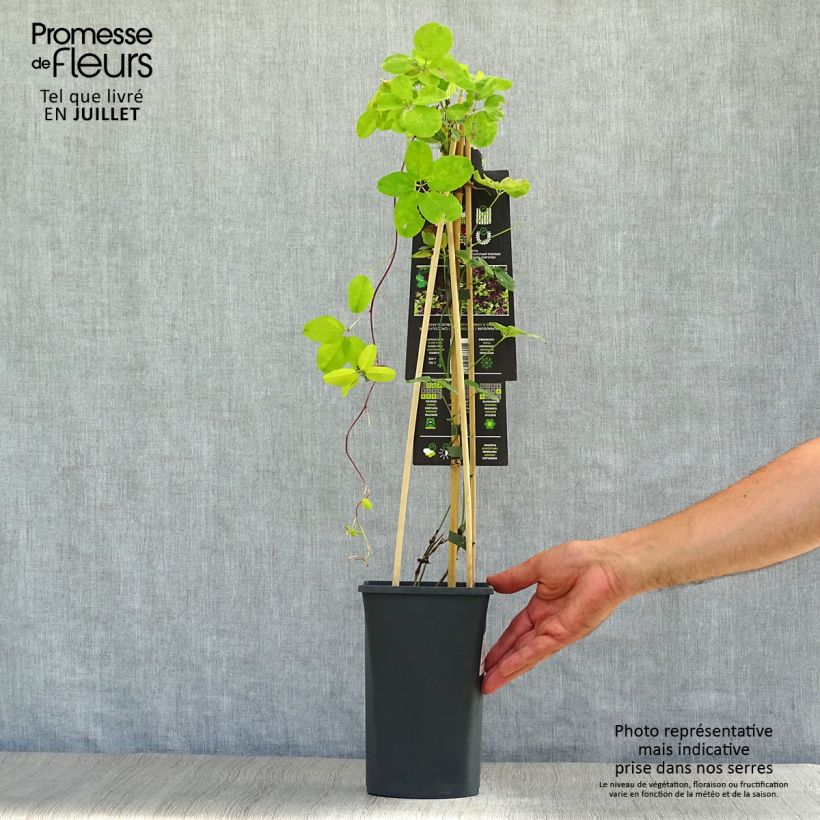Exemplaar van Akebia quinata - Schijnaugurk Pot van 2 l/3 l zoals geleverd in de zomer
