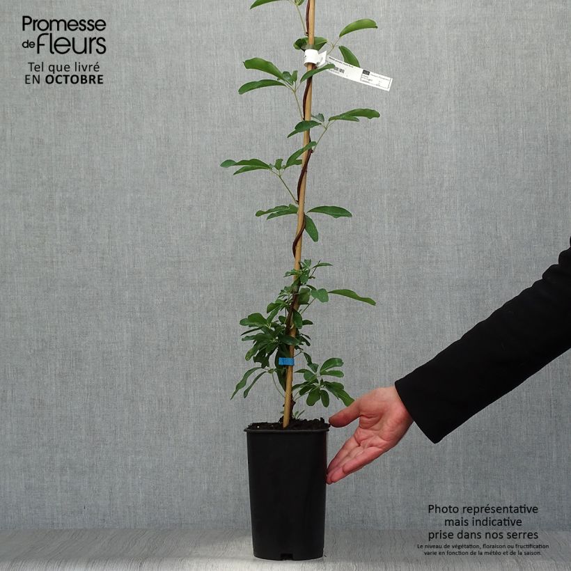 Exemplaar van Akebia quinata Cream Form - Schijnaugurk Pot van 2 l/3 l zoals geleverd in de herfst