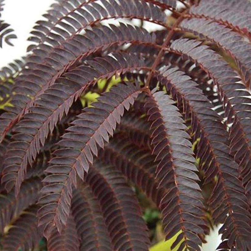 Albizia julibrissin Chocolate Fountain - Perzische slaapboom (Foliage)