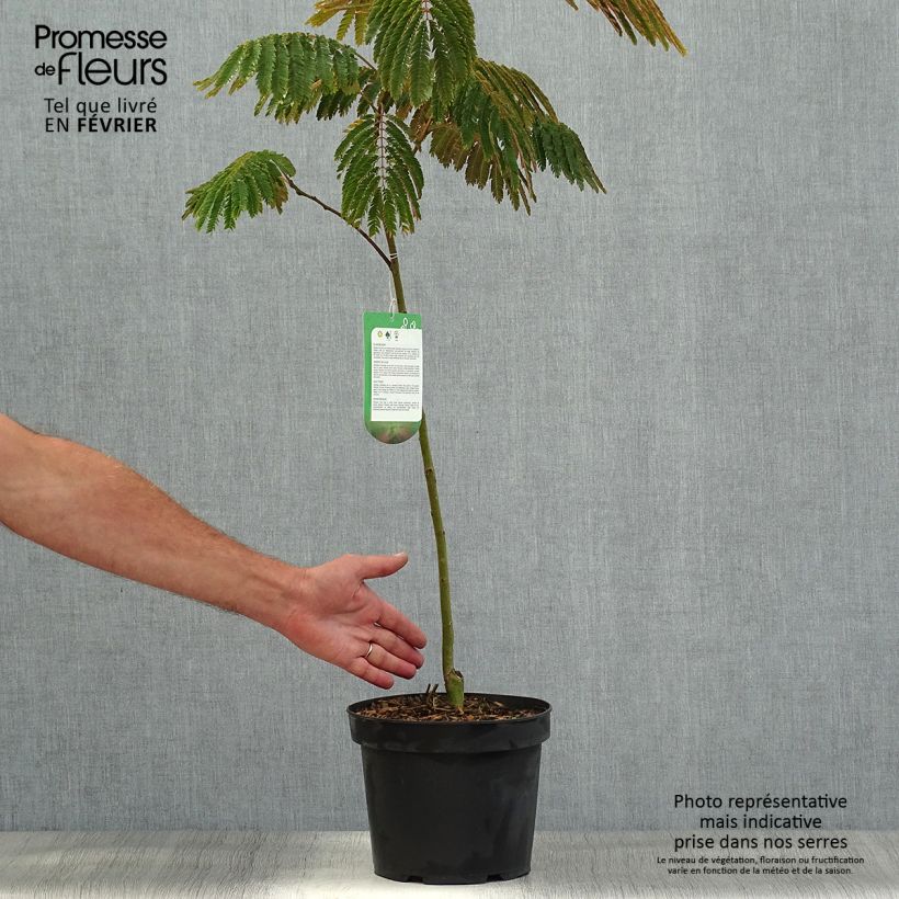 Exemplaar van Albizia julibrissin Eveys Pride - Perzische slaapboom Pot van 4 l/5 l zoals geleverd in de herfst