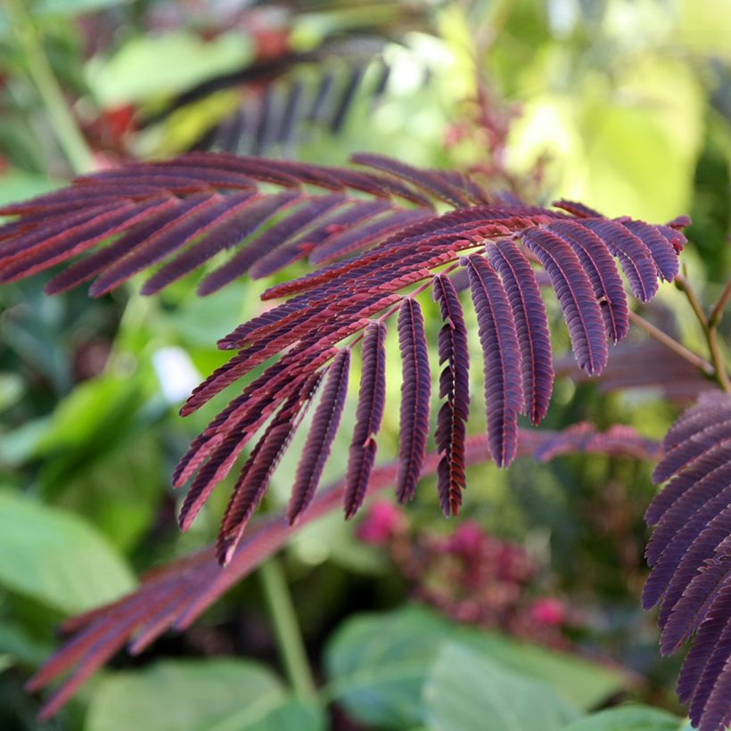 Albizia julibrissin Eveys Pride - Perzische slaapboom (Blad)
