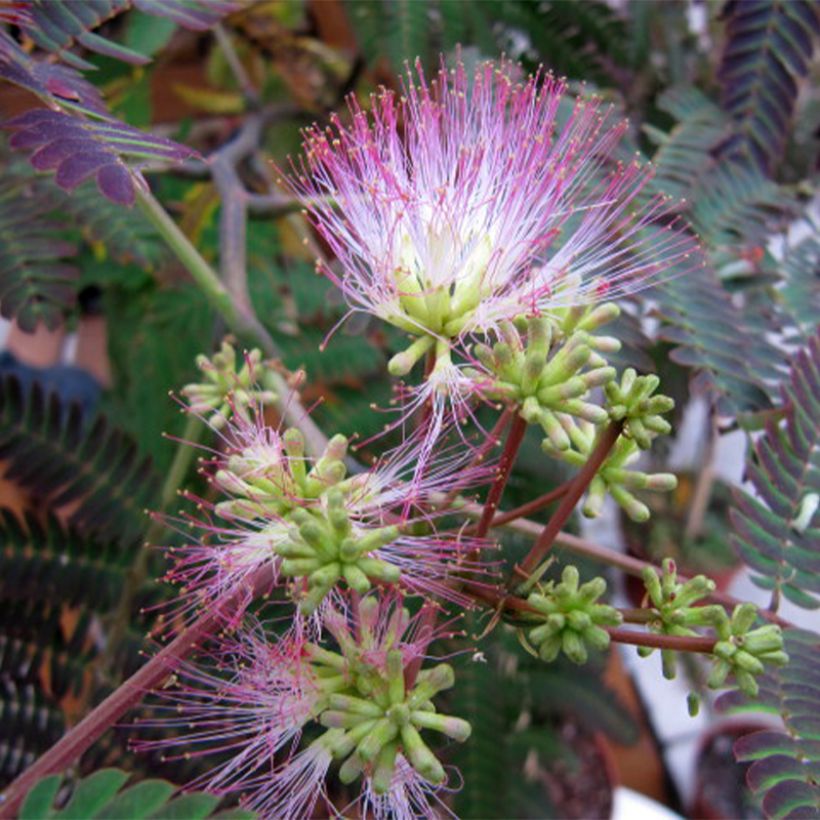 Albizia julibrissin Eveys Pride - Perzische slaapboom (Flowering)