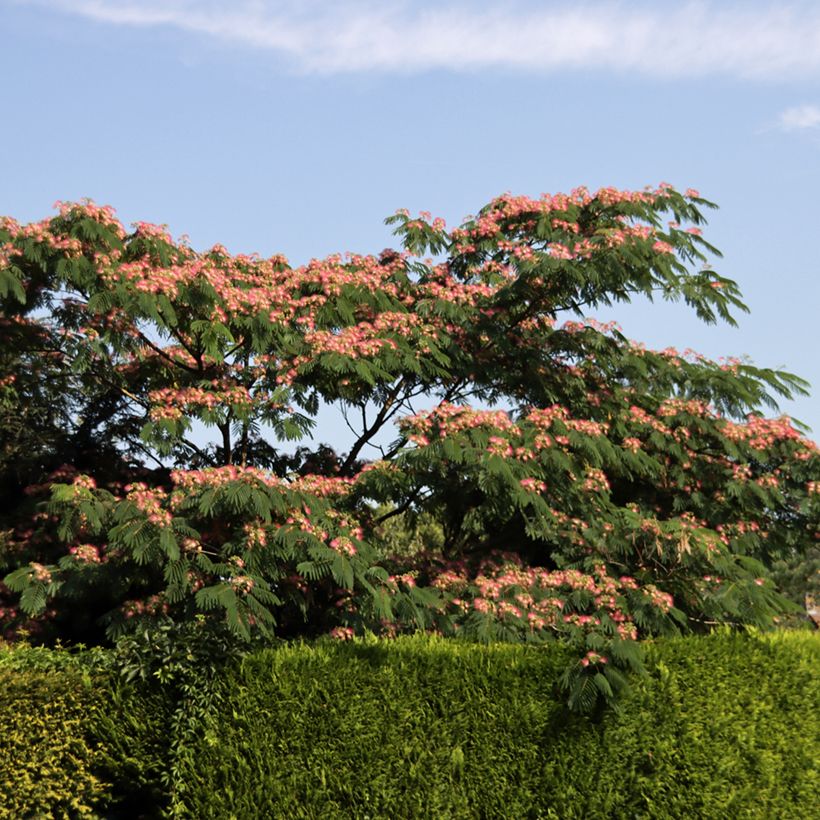 Albizia julibrissin Ombrella - Perzische slaapboom (Groeiplaats)