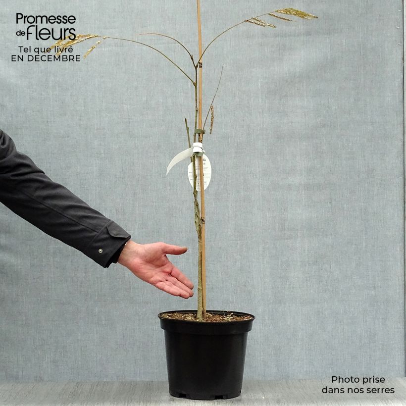 Example of Albizia julibrissin Ombrella - Perzische slaapboom Pot van 6 l/7 l as you get in hiver