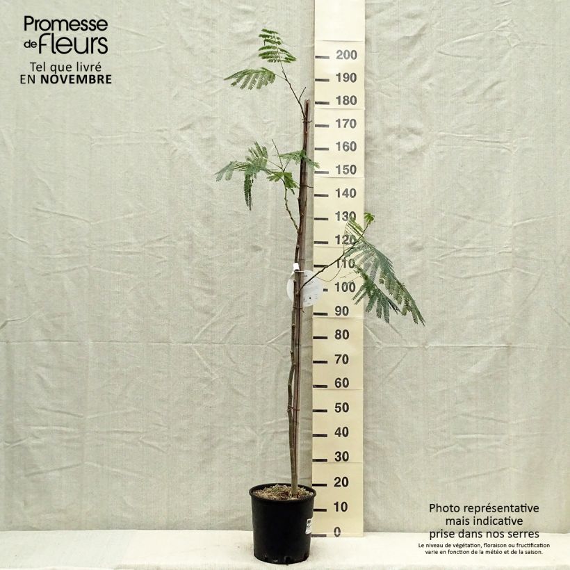 Exemplaar van Albizia julibrissin Ombrella - Perzische slaapboom Pot van 6 l/7 l zoals geleverd in de herfst