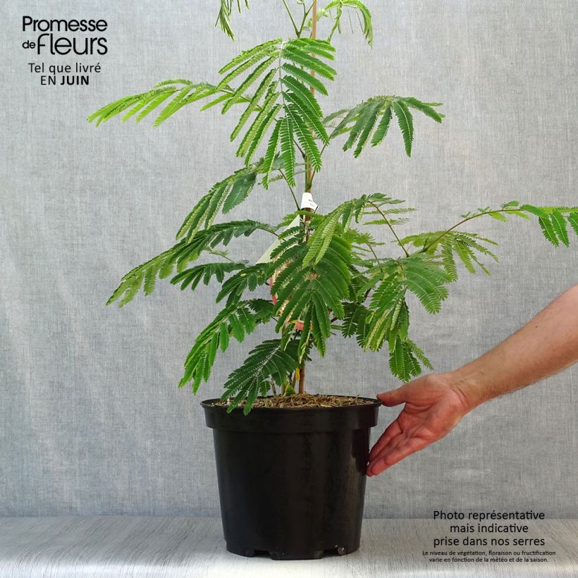 Exemplaar van Albizia julibrissin Ombrella - Perzische slaapboom Pot van 6 l/7 l zoals geleverd in de zomer