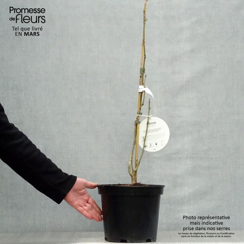 Exemplaar van Albizia julibrissin Ombrella - Perzische slaapboom Pot van 6 l/7 l zoals geleverd in de lente