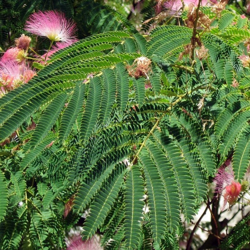 Albizia julibrissin Rosea - Perzische slaapboom (Foliage)