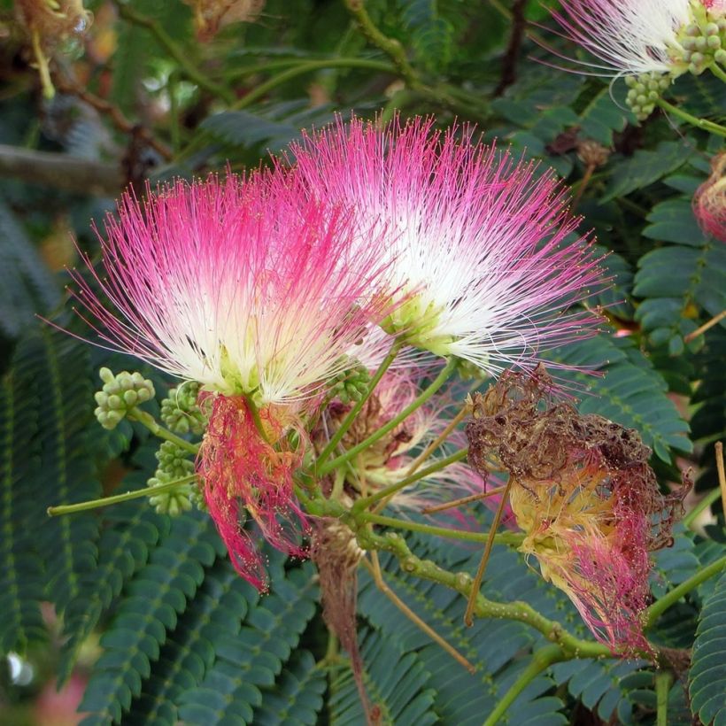 Albizia julibrissin Rosea - Perzische slaapboom (Flowering)