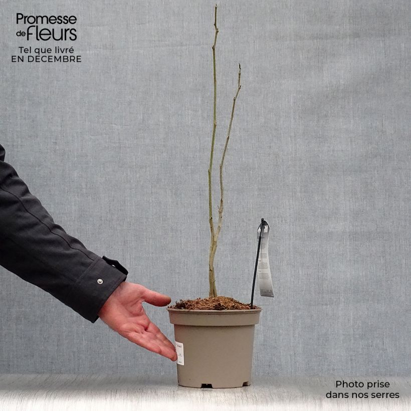 Example of Albizia julibrissin Rosea - Perzische slaapboom Pot van 2 l/3 l as you get in hiver