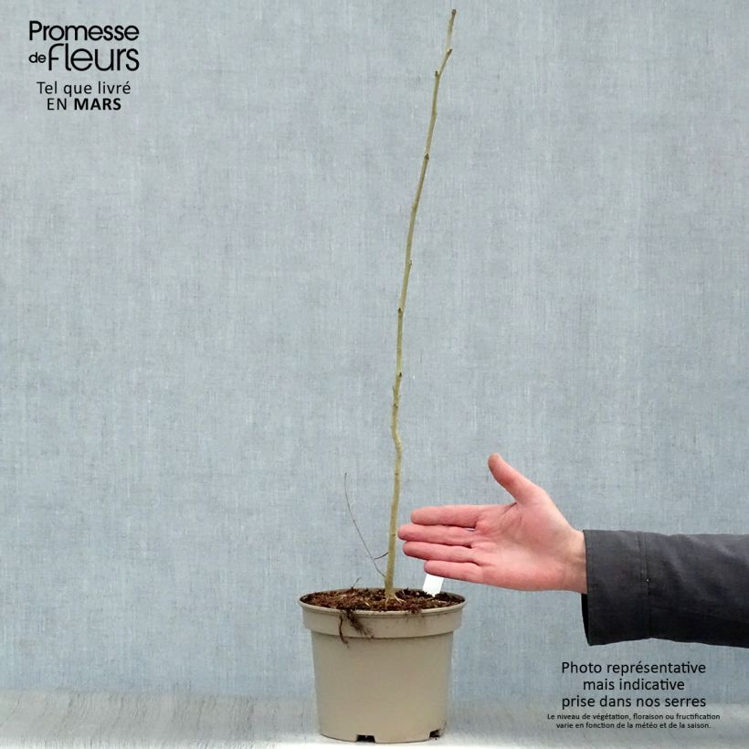 Exemplaar van Albizia julibrissin Rosea - Perzische slaapboom Pot van 2 l/3 l zoals geleverd in de lente