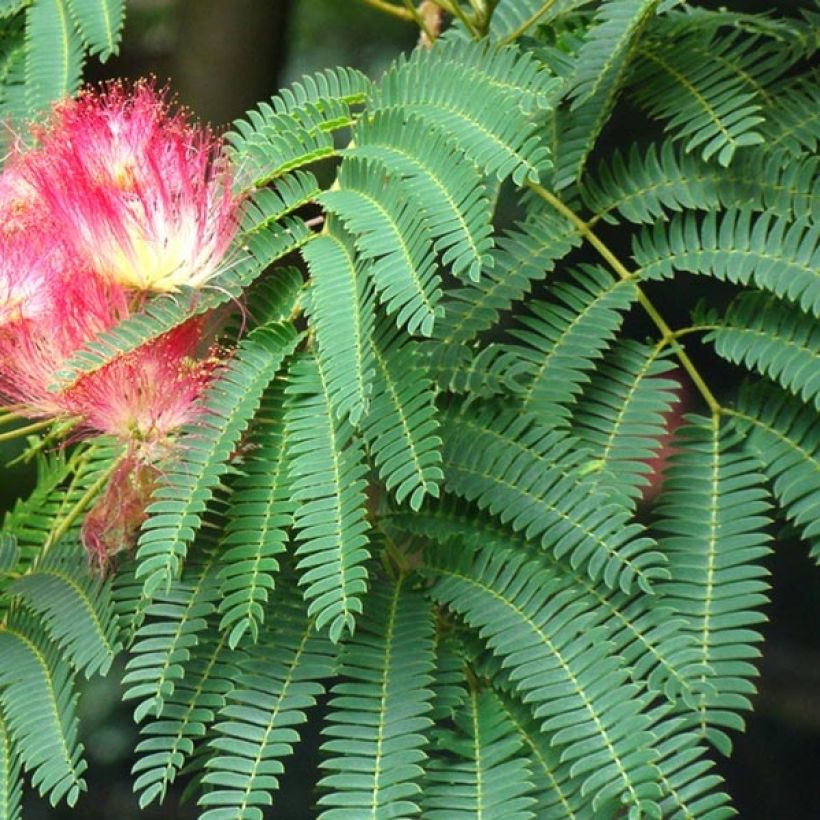Albizia julibrissin - Perzische slaapboom rood (Foliage)
