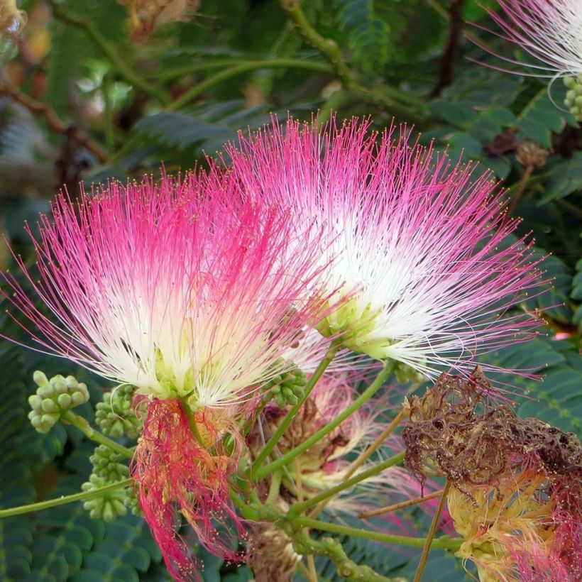 Albizia julibrissin - Perzische slaapboom rood (Flowering)