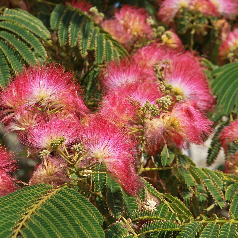 Albizia julibrissin Shidare - Perzische slaapboom (Flowering)