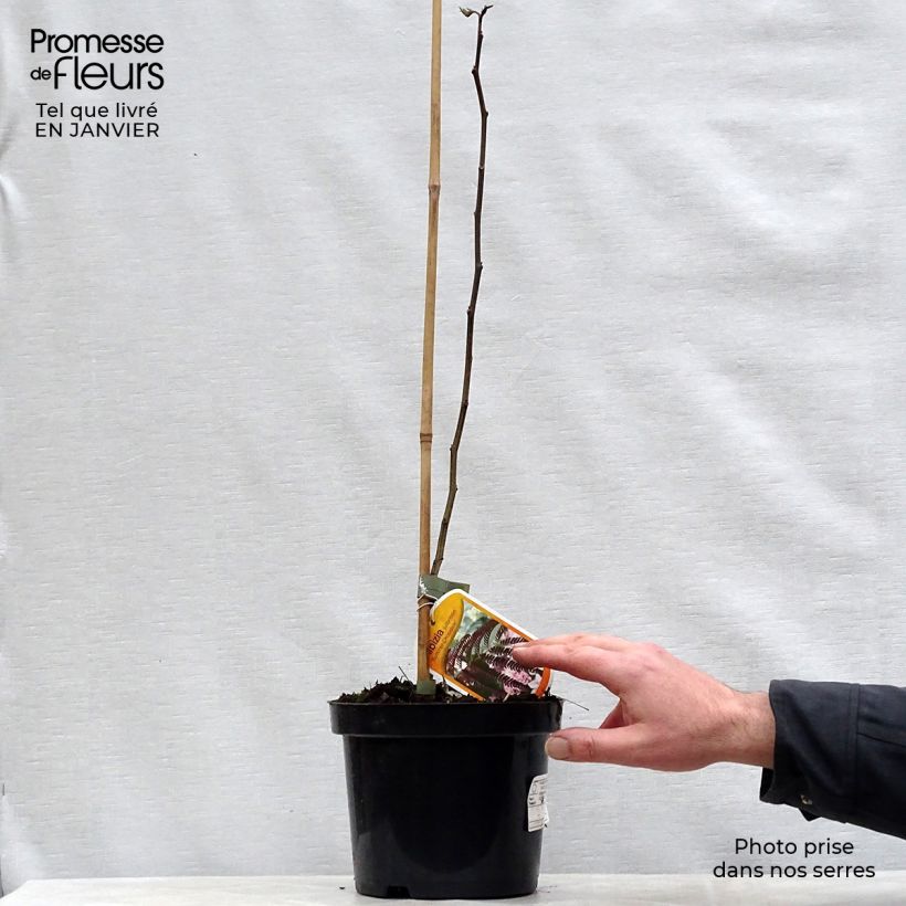 Example of Albizia julibrissin Summer Chocolate - Arbre à soie Pot van 3 l/4 l as you get in hiver