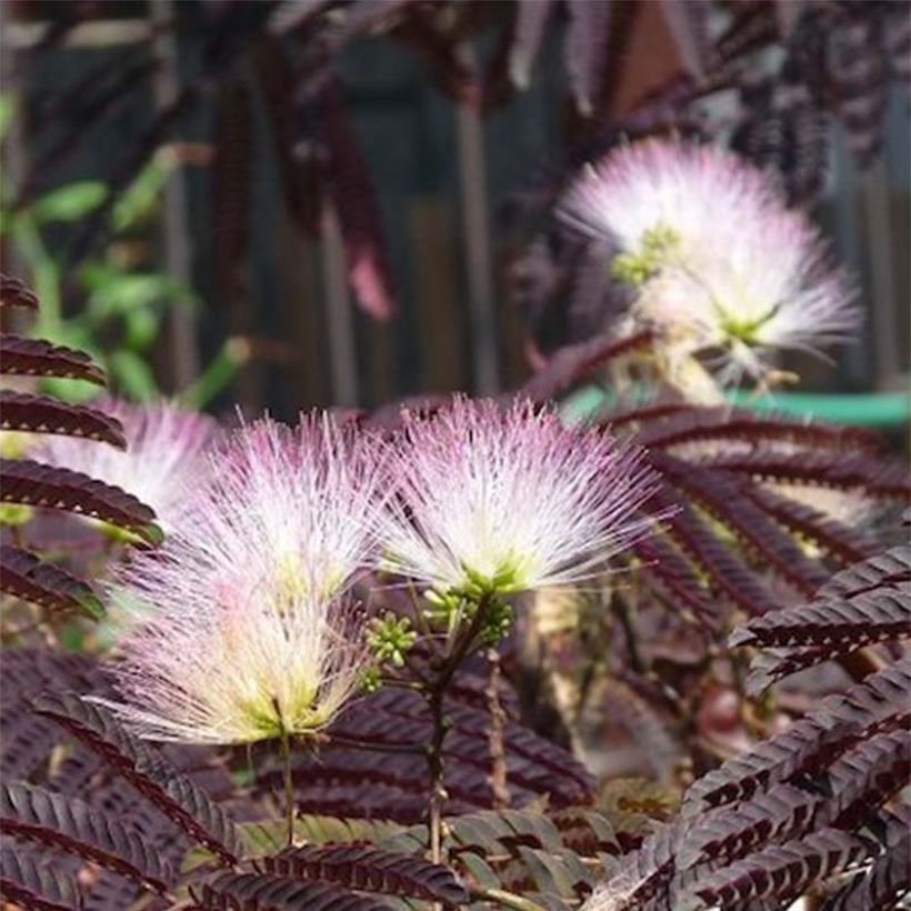 Albizia julibrissin Summer Chocolate - Perzische slaapboom (Bloei)