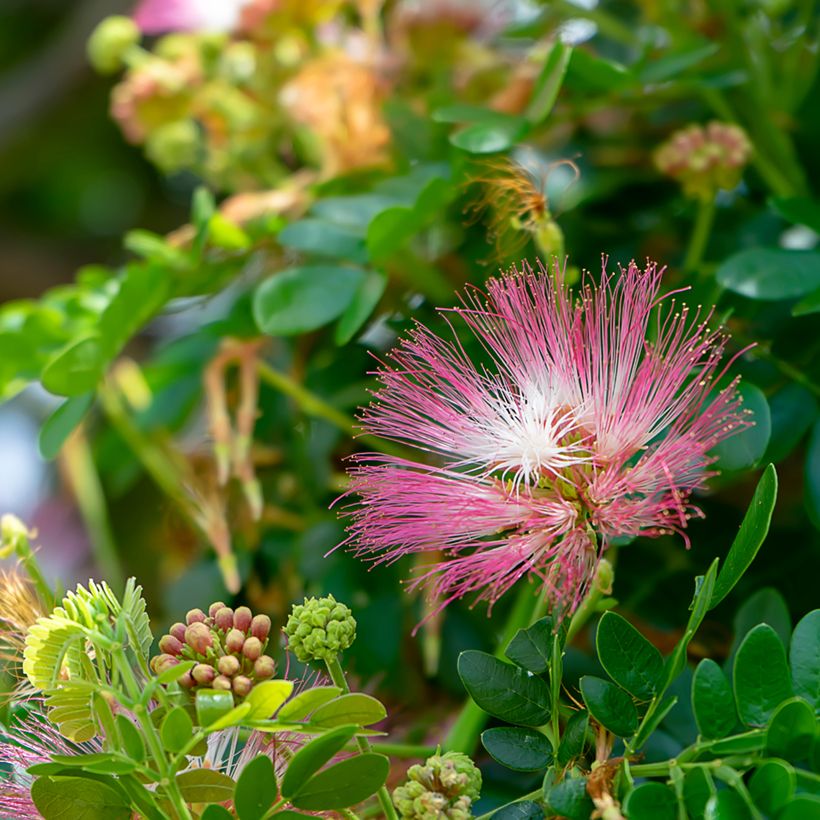 Albizzia saman - Regenboom (Bloei)