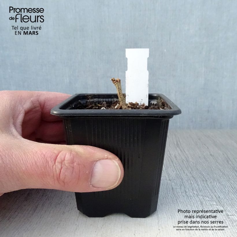 Exemplaar van Alcalthaea suffrutescens Parkallee - Stokroos Kweekpotje van 8/9 cm zoals geleverd in de lente