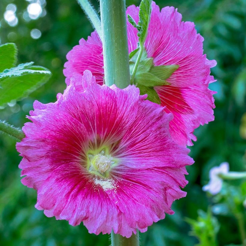 Alcea ficifolia - Vijgbladige stokroos (Flowering)