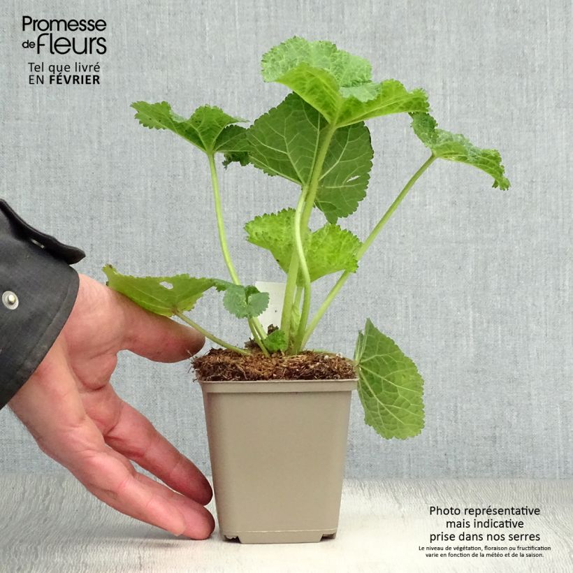 Example of Alcea ficifolia - Rose trémière à feuilles de figuier Kweekpotje van 8/9 cm as you get in hiver