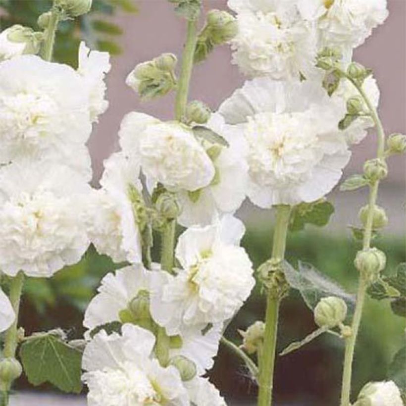 Alcea rosea Chaters Double - Stokroos dubbel wit (Flowering)