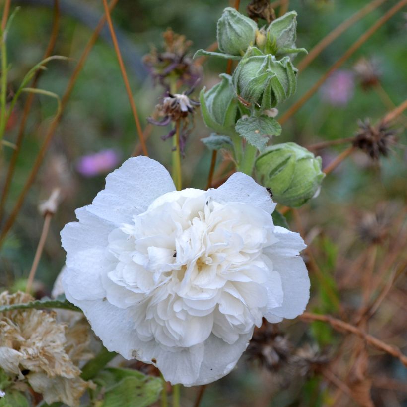 Alcea rosea Chater's Double Icicle (zaad) - Stokroos (Bloei)