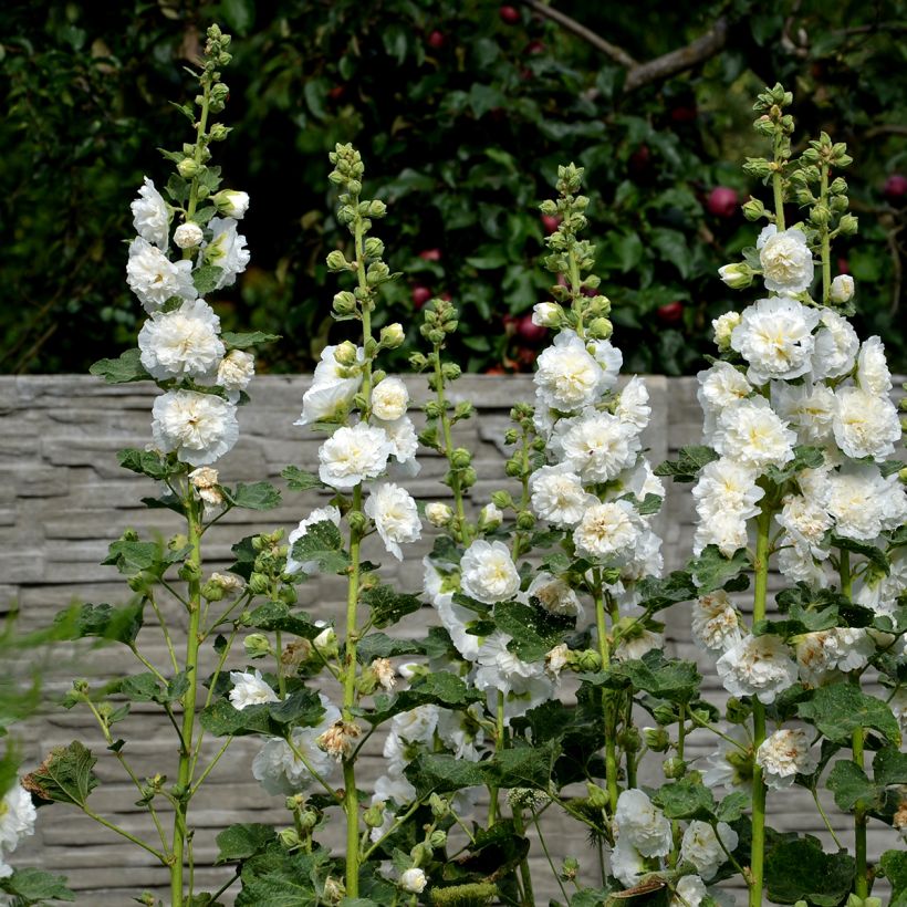 Alcea rosea Chaters Double - Stokroos dubbel wit (Groeiplaats)
