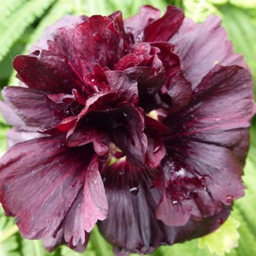 Alcea rosea Chaters Double Violet - Stokroos (Flowering)