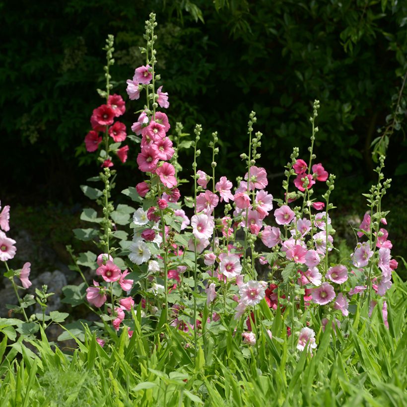 Alcea rosea Simplex - Stokroos (Groeiplaats)